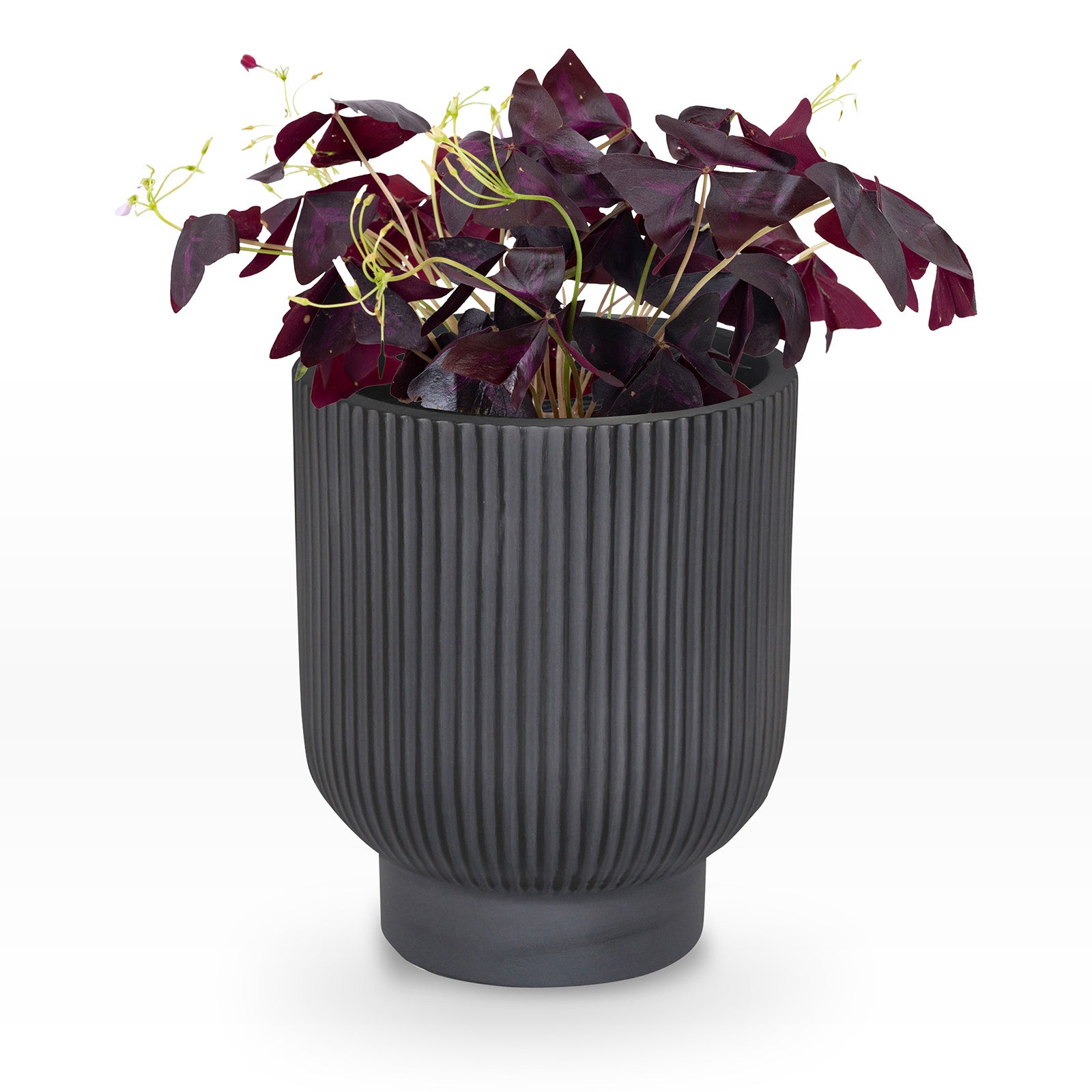 Maceta Castaño Chica