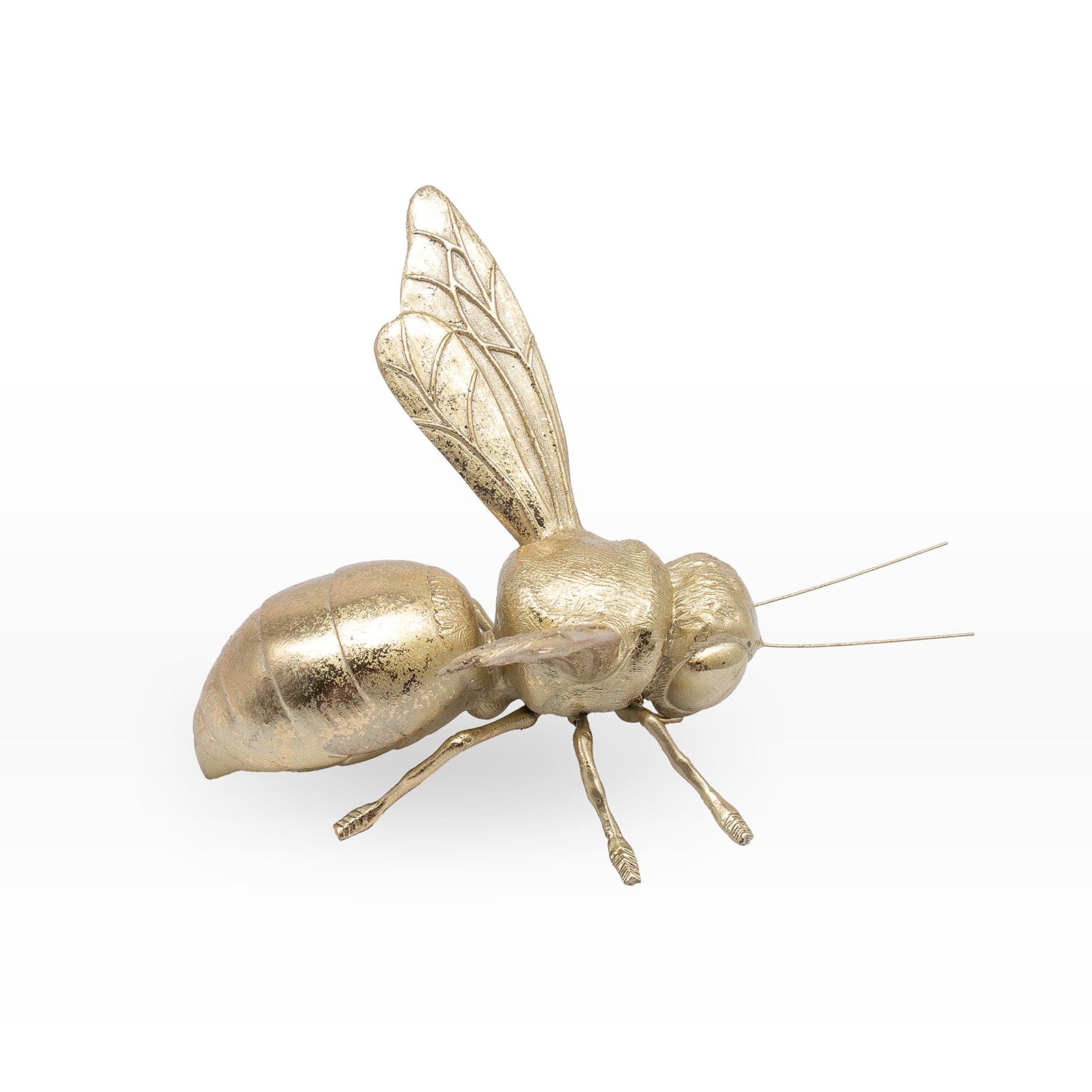 Avispa Dorada